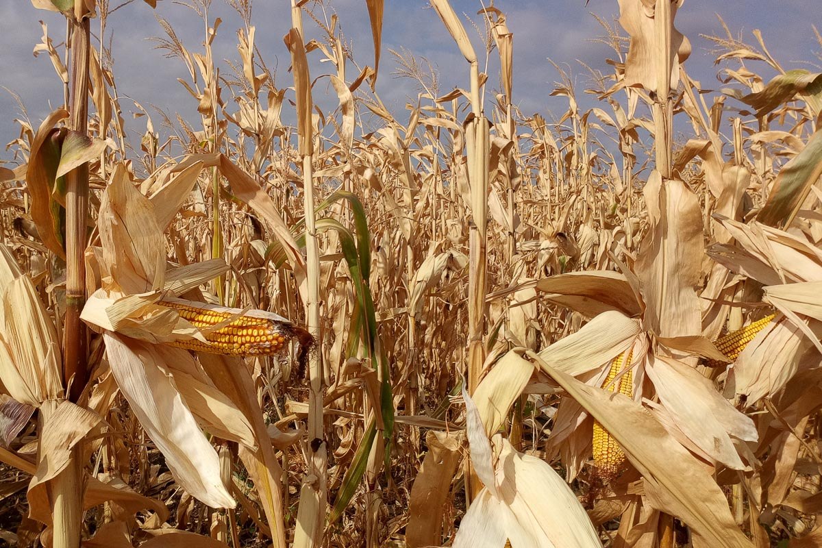 Богарное земледелие. Пшеница и кукуруза Северного Кавказа. Кукуруза Гагаузия. Лук после кукурузы. Какая урожайность кукурузы