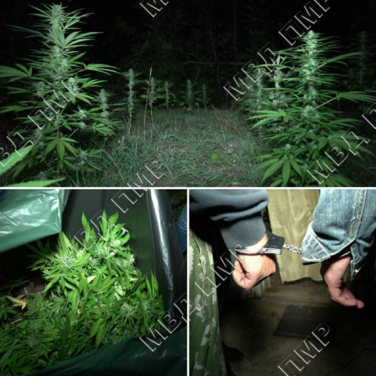 наказание за выращивание марихуаны