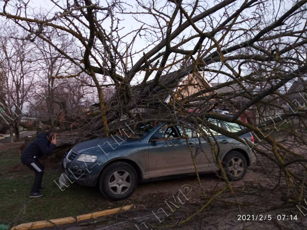 Упавшее дерево повредило два автомобиля в Дубоссарах | Новости Приднестровья