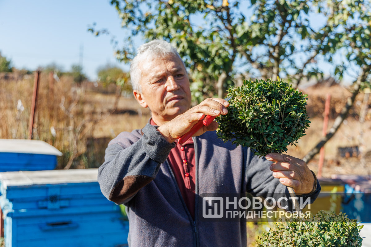 Семья из села Малаешты собрала коллекцию хвойных | Новости Приднестровья