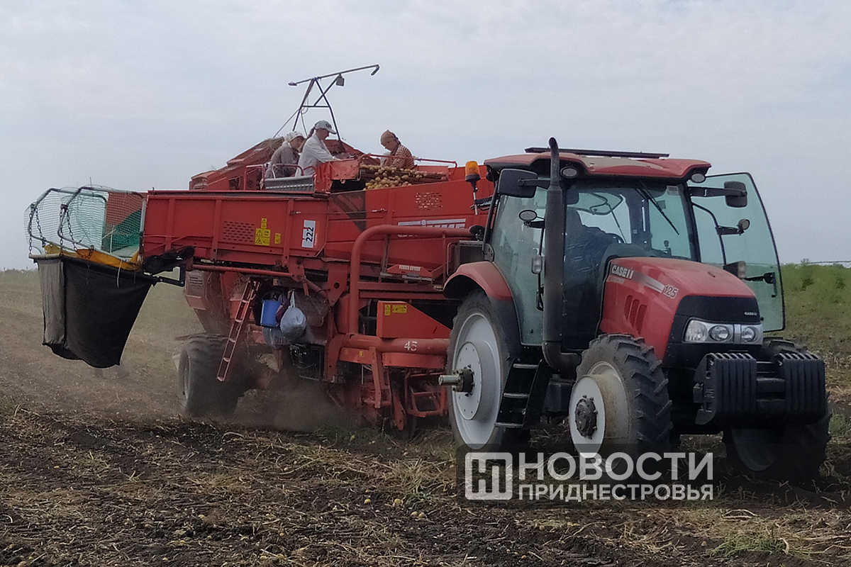 В Дубоссарском районе собирают овощи | Новости Приднестровья