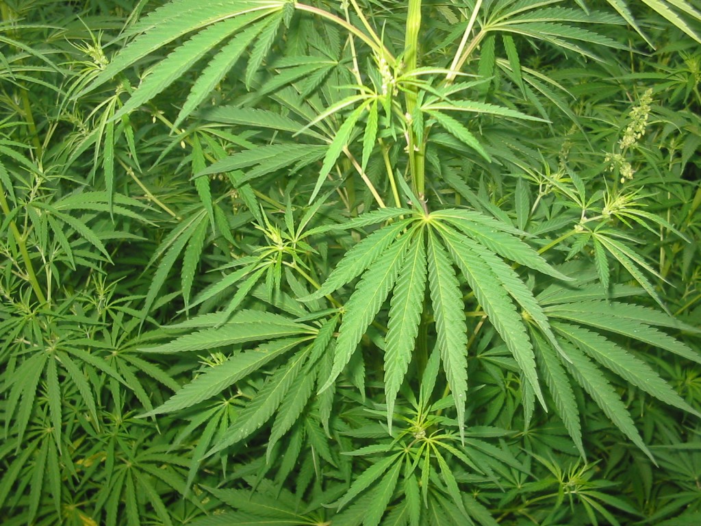 Задержан выращивал марихуану можно ли выявить марихуану в моче