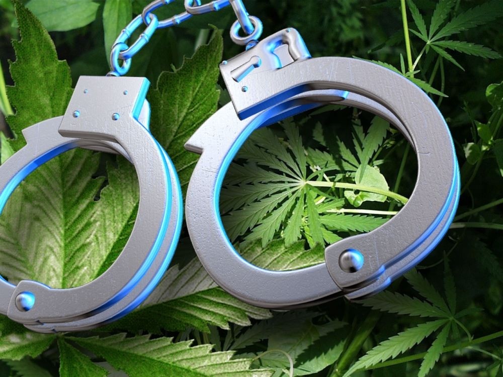 Преступления под марихуаны желтеют края листьев марихуаны