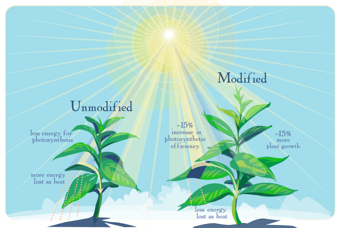 У животных есть фотосинтез. Влияние света на растения. Свет влияет на растения. Воздействие солнца на растения. Влияние солнечного света на растения.