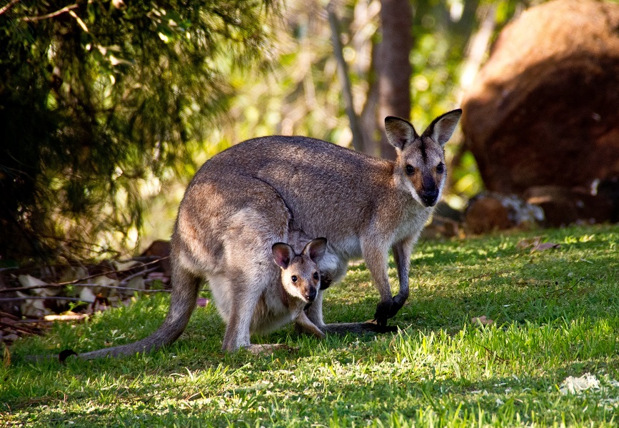 Животные Австралии Список С Фото