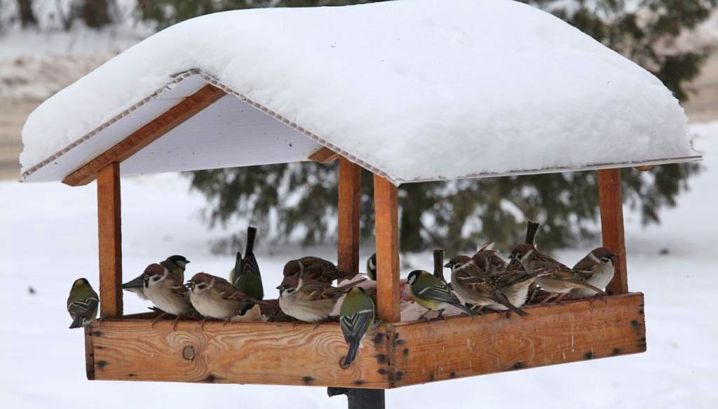 Статья: Помощь птицам зимой - доброе дело каждого