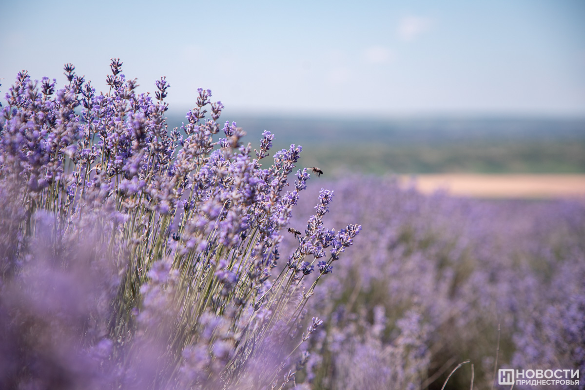 Фото из архива информационного агентства "Новости Приднестровья"