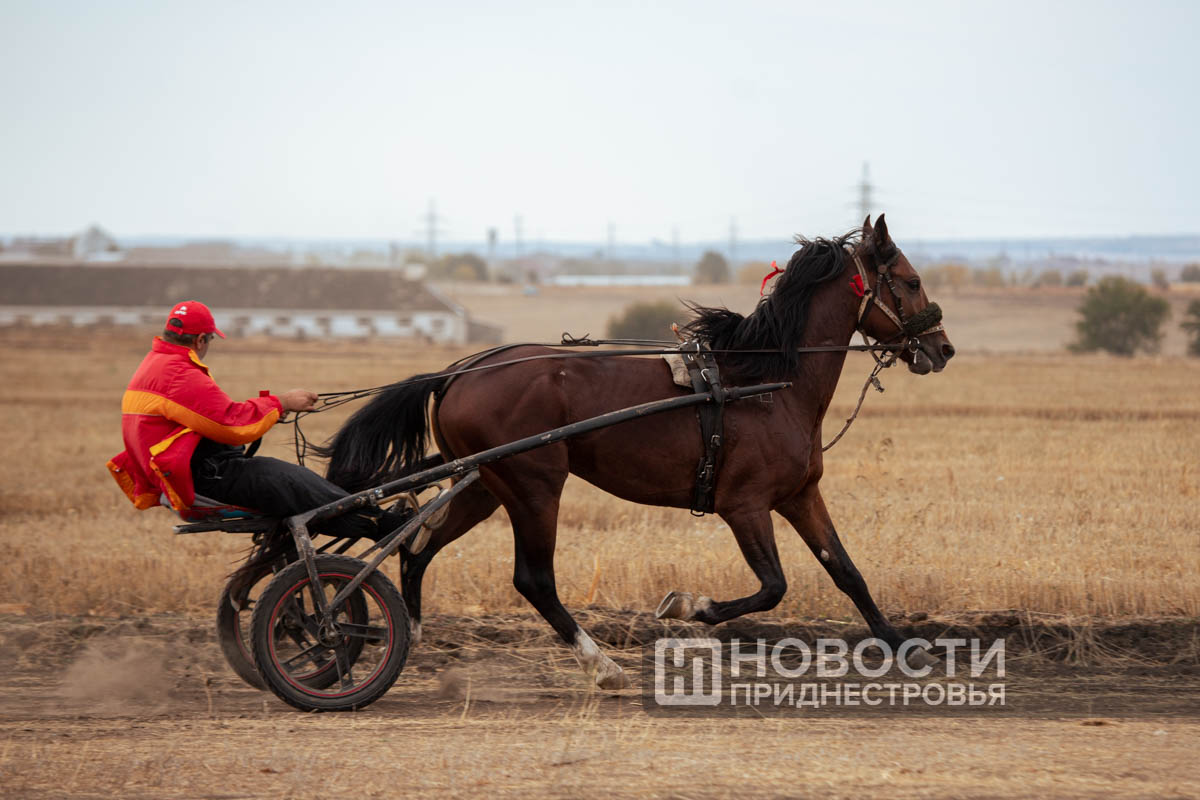 Красота, мощь и грация. В Малаештах прошли лошадиные бега | Новости  Приднестровья