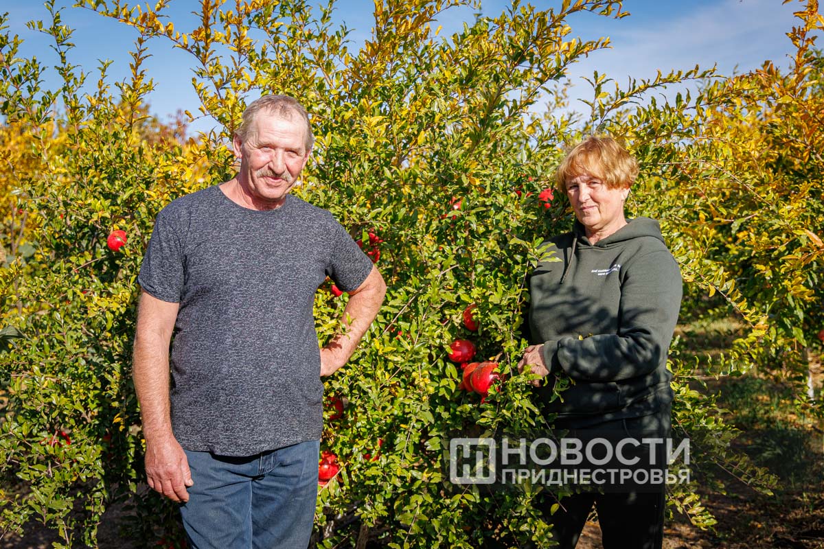 Приднестровский гранат. Супруги Косюг из Незавертайловки разбили на своём  огороде большой сад | Новости Приднестровья