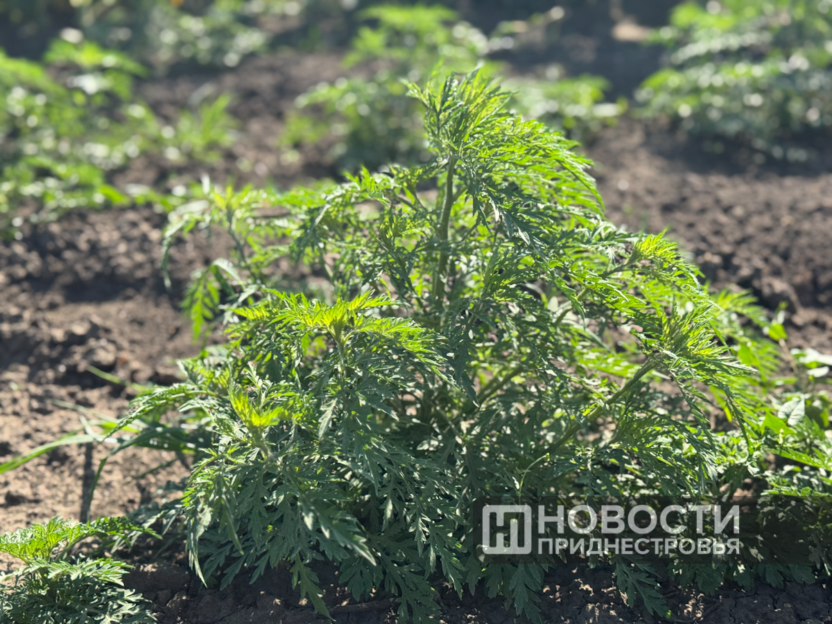 Фото из архива ИА "Новости Приднестровья"