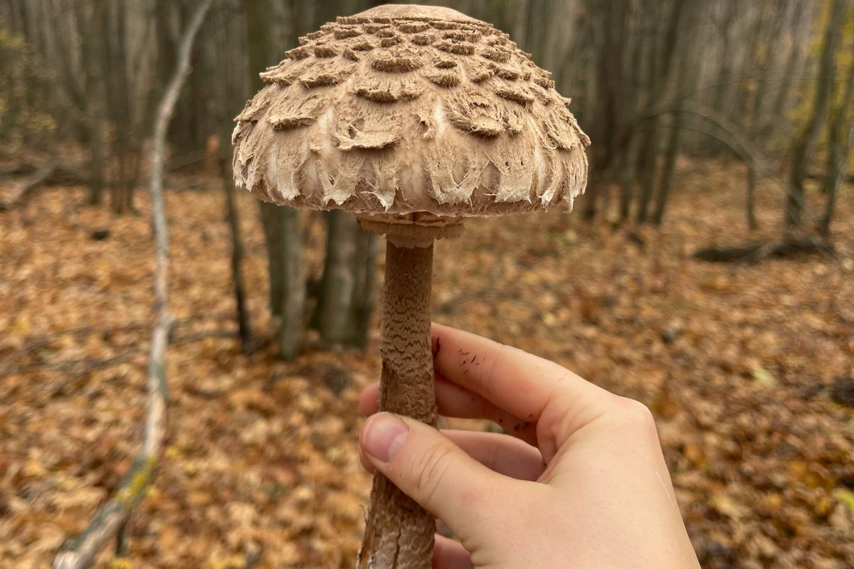 Фото: газета «Гомін»