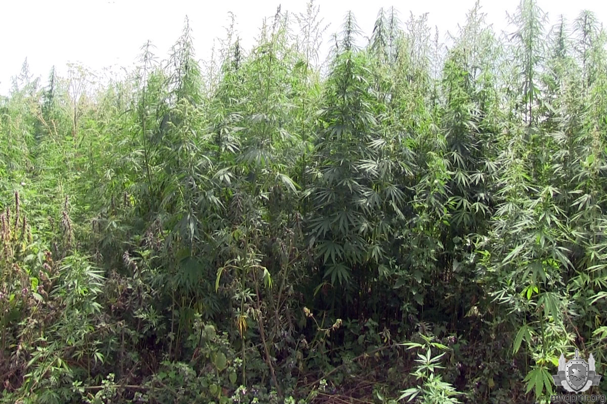 Фото огородов конопли сколько стоит грамм шишек марихуаны