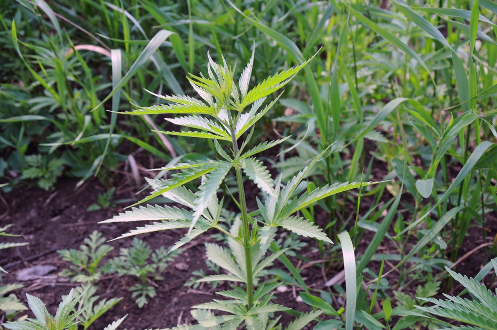 Каменка конопля легализовать марихуана