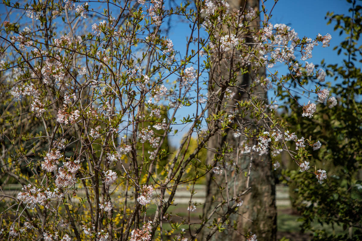 Что зацветает в апреле. Калина Фаррера. Калина Фаррера цветение. Калина Фаррера массовое цветение. Цветение деревьев в апреле в дендрарии в Тирасполе.