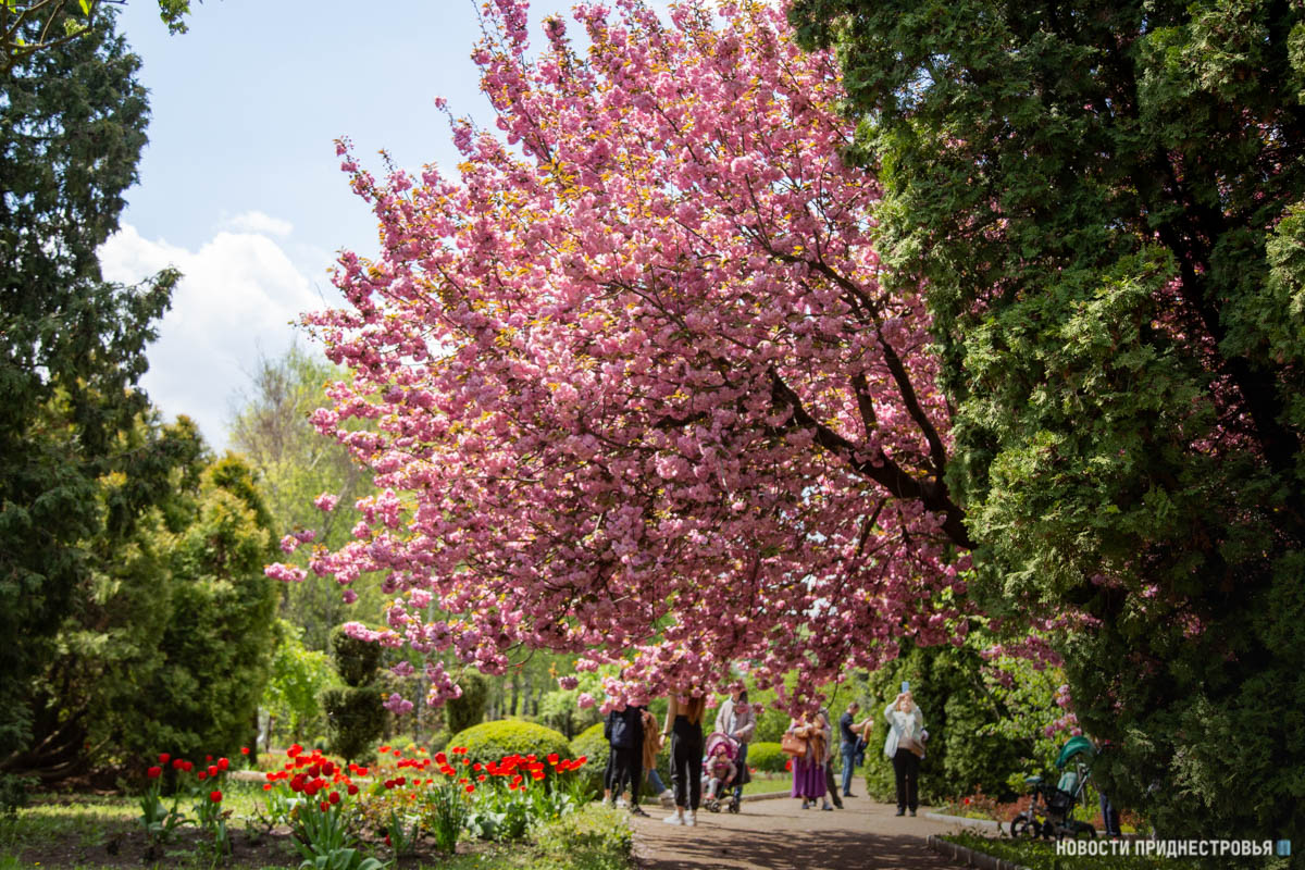 Цветущая сакура в москве ботанический сад