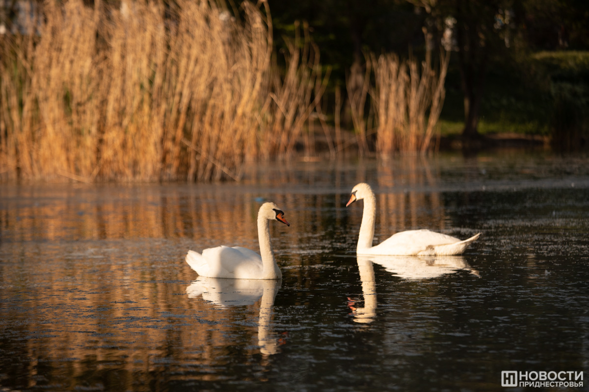 Озеро с лебедями Тирасполь. Озера Приднестровье. Лебеди на озере в Кишерти. Чем кормить лебедей на пруду.