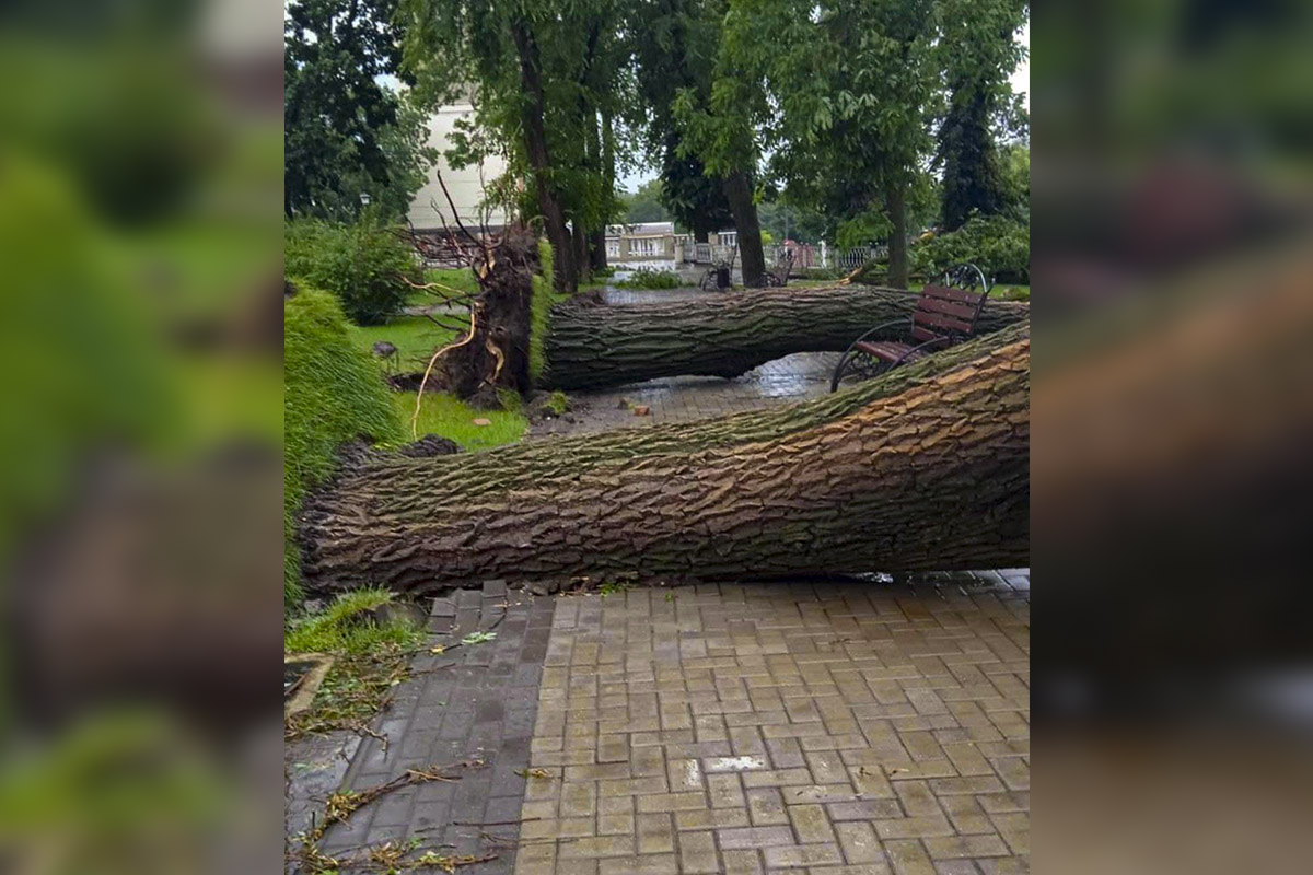 Ветер ломает деревья.