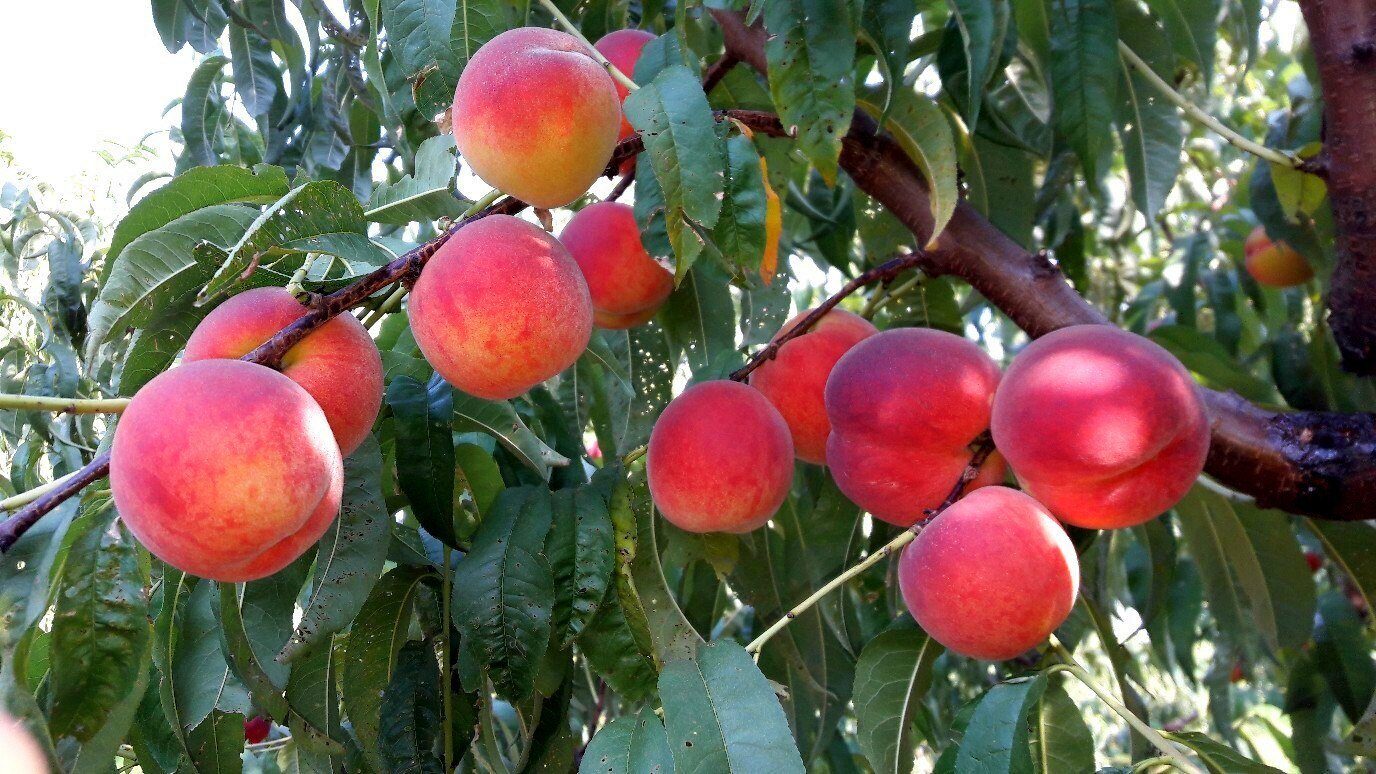 Персиковые сады в крыму фото