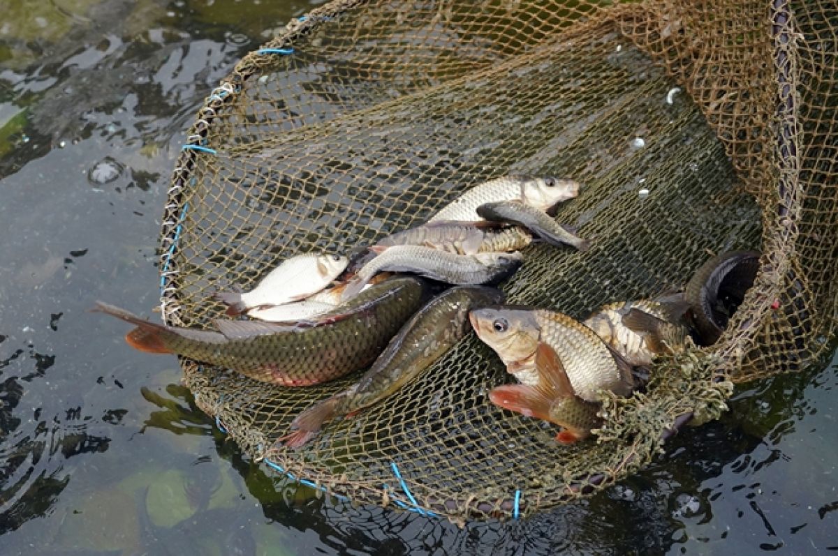 Штраф за ловлю рыбы в период нереста - последствия и правила