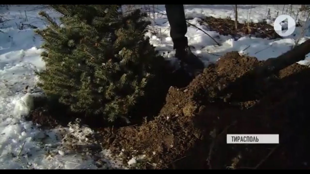 Куда девать ель после Нового года?