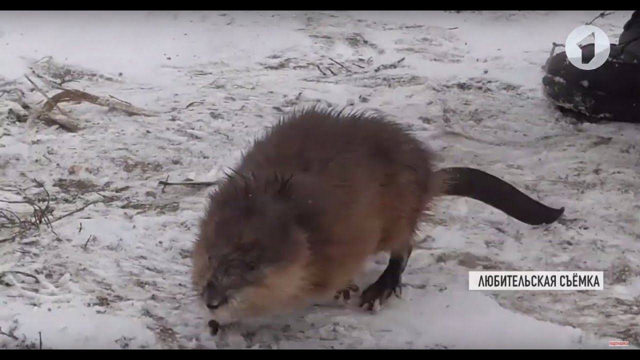 Несколько дней на дне фонтана. История спасения