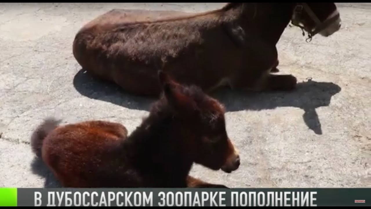 В Дубоссарском зоопарке снова пополнение