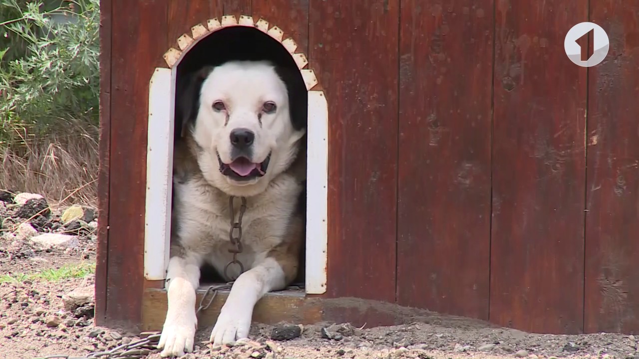 Проблема бродячих собак в Бендерах становится все острее