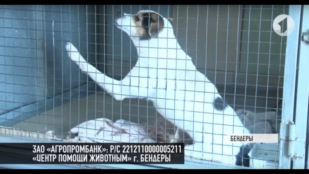Центр помощи животным нуждается в помощи