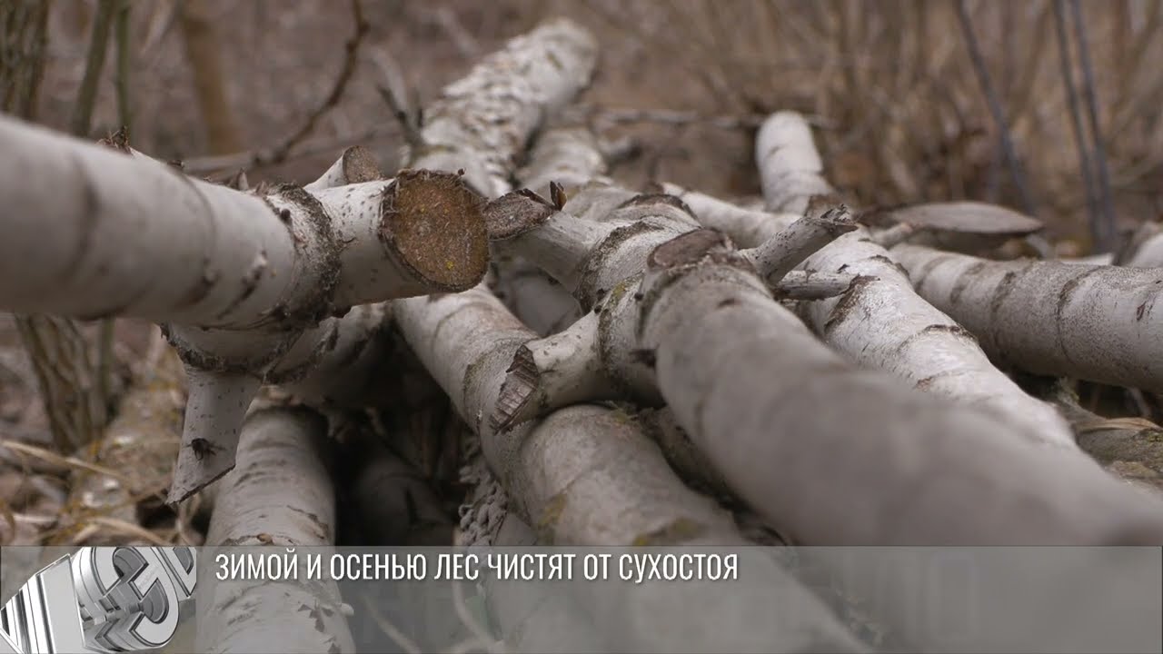 В Приднестровье планируют производить топливо из опилок