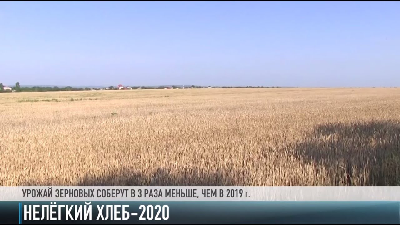 Нелёгкий хлеб-2020: урожай в Рыбнице