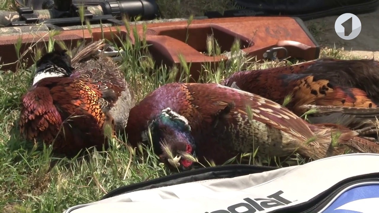 #КЭБ. Без комментариев: браконьеры попались