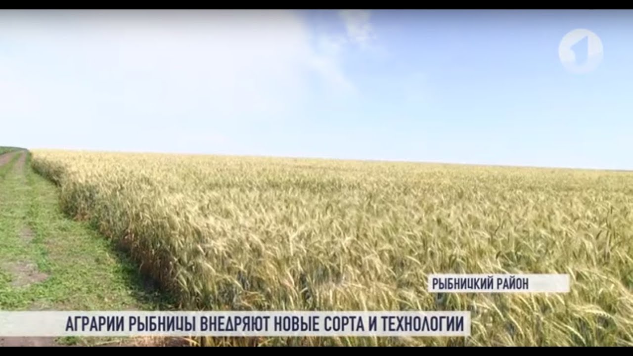 Рыбницкий урожай: 1-е место в Приднестровье?