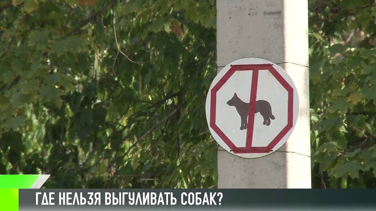 Где нельзя выгуливать собак?