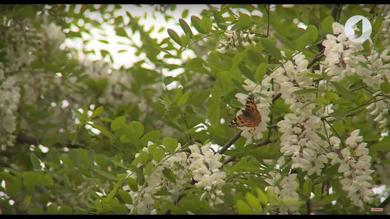 Облако из бабочек в Тирасполе
