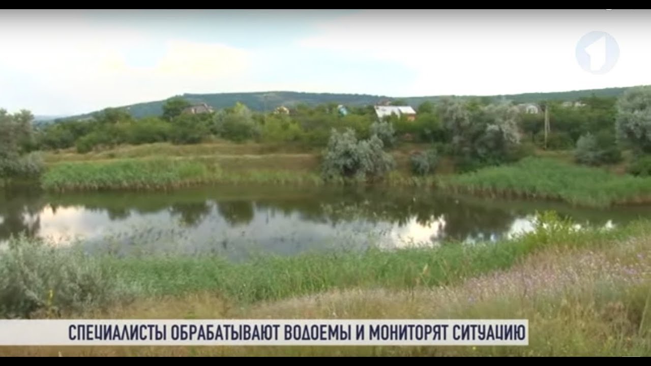 Нашествие комаров: кто победит?