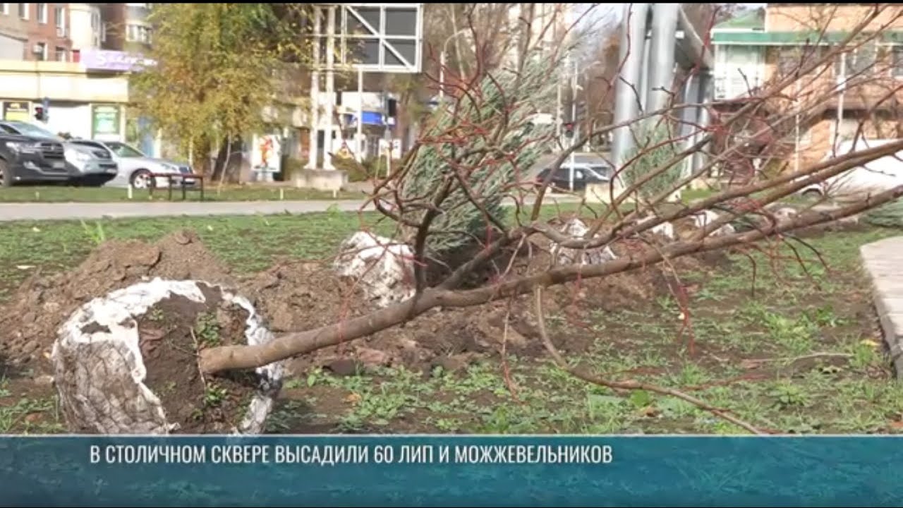 В Тирасполе студенты и футболисты высадили 60 лип и можжевельников