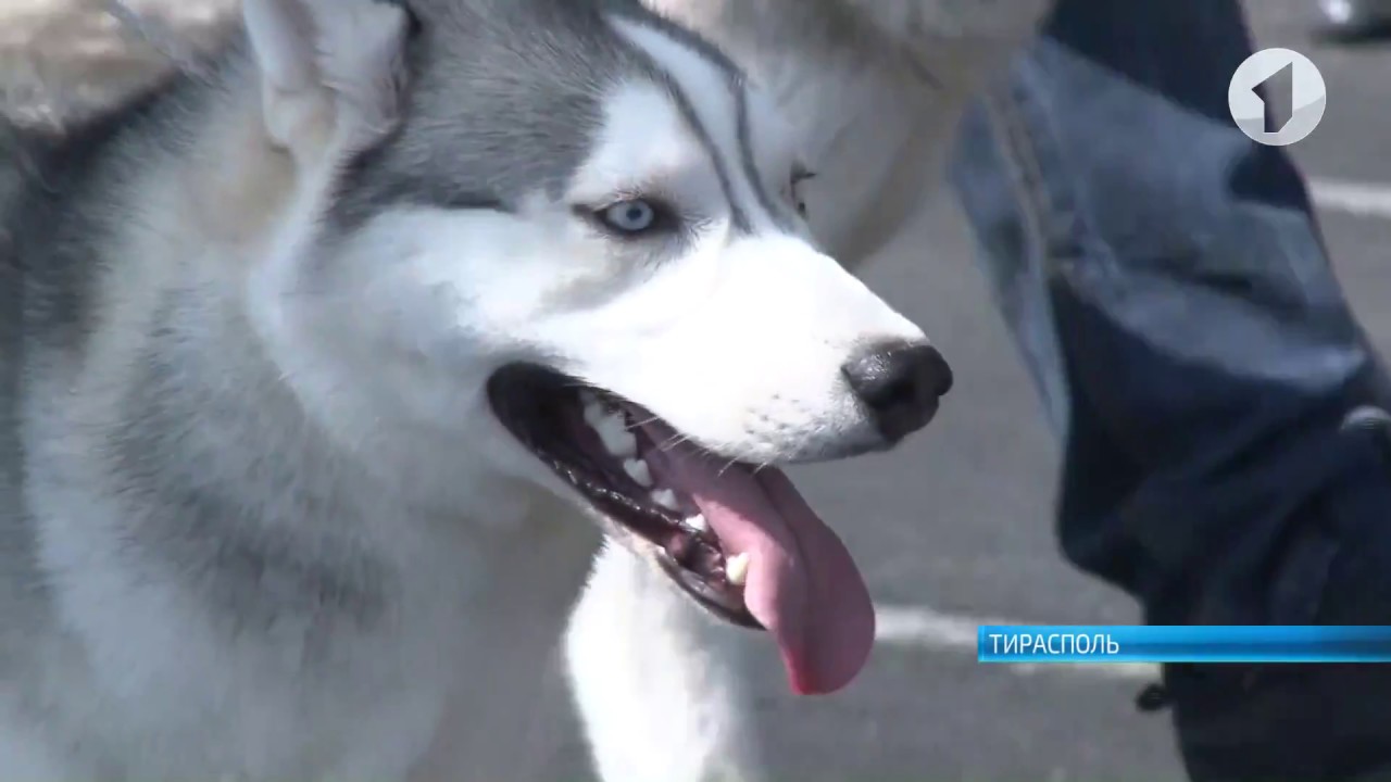 Международная выставка собак в Тирасполе