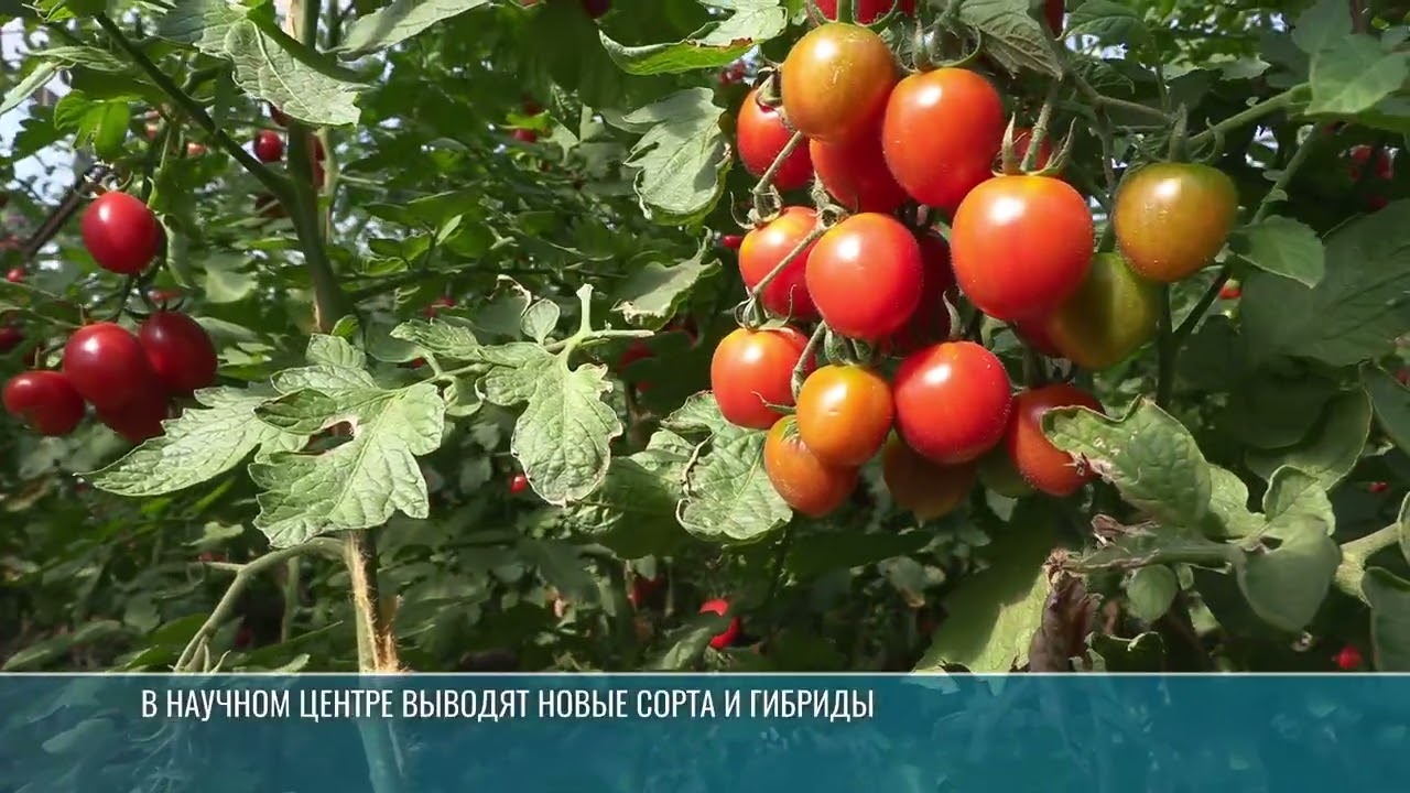 Новые сорта овощей. В Приднестровье выращивают помидоры и перцы