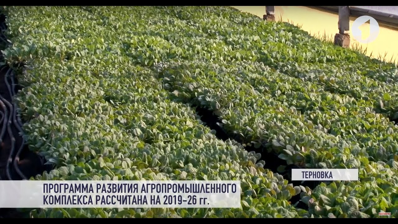 Больше своих овощей: путь к замене импорта