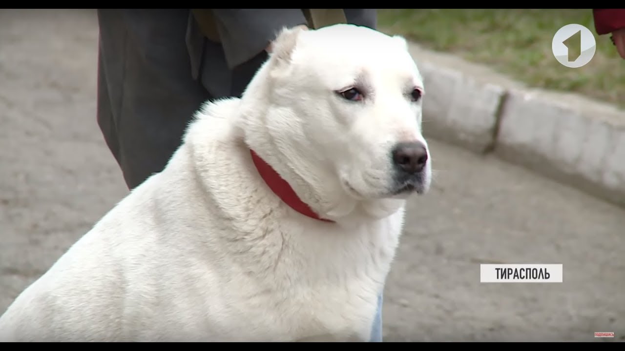 Собака без поводка и намордника?