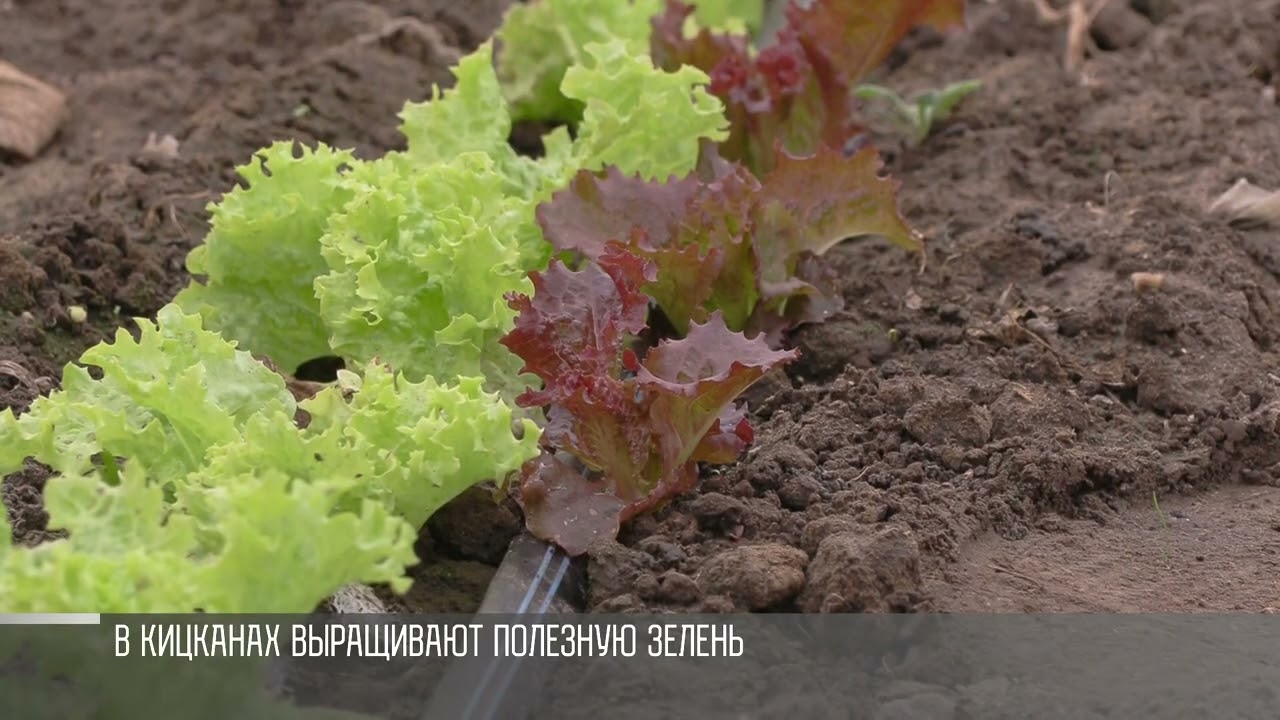 От рукколы до айсберга. Кицканский суперфуд