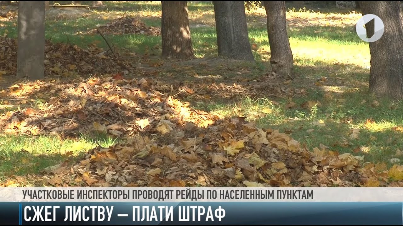 1100 рублей за костер: штрафы за сжигание листвы