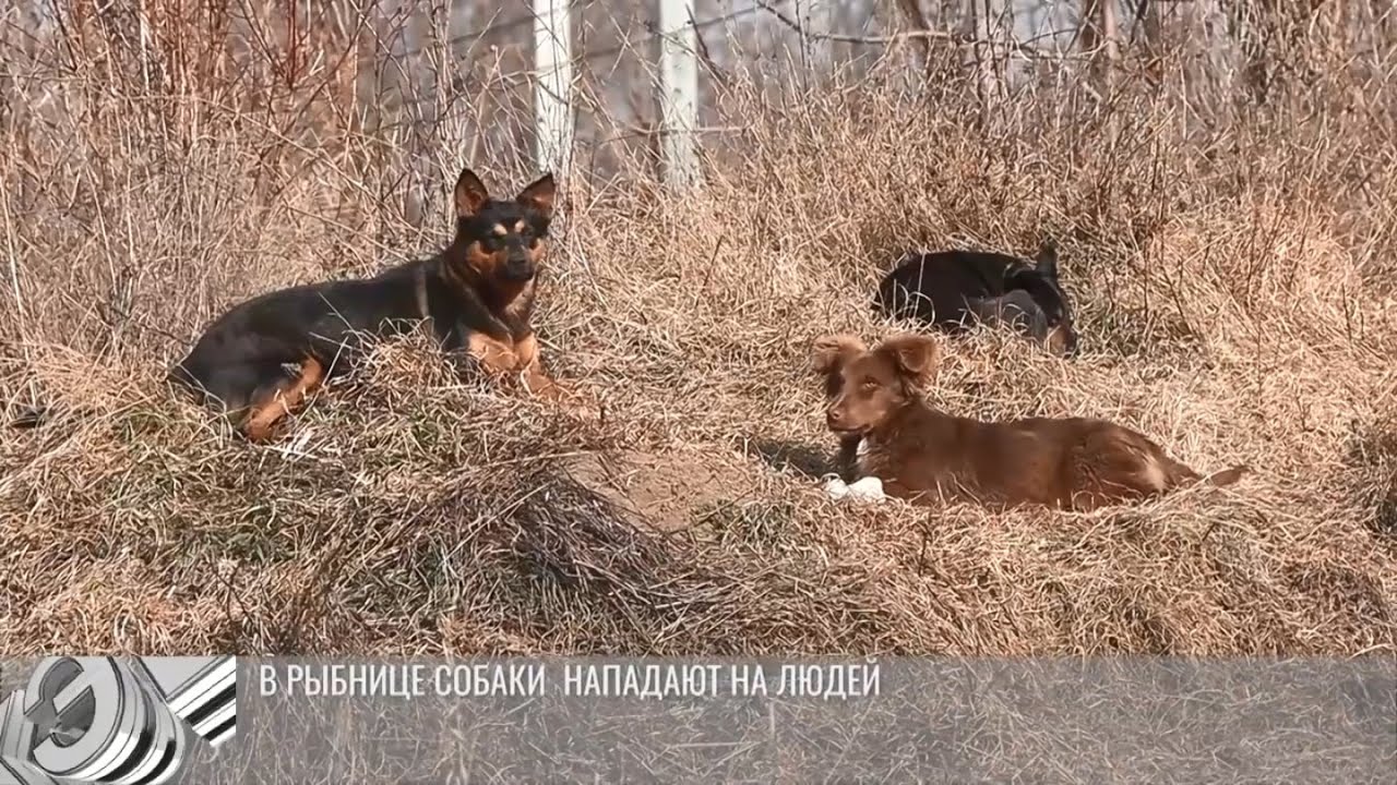В Рыбнице собаки нападают на людей