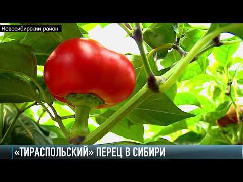 Приднестровский перец выращивают в Сибири