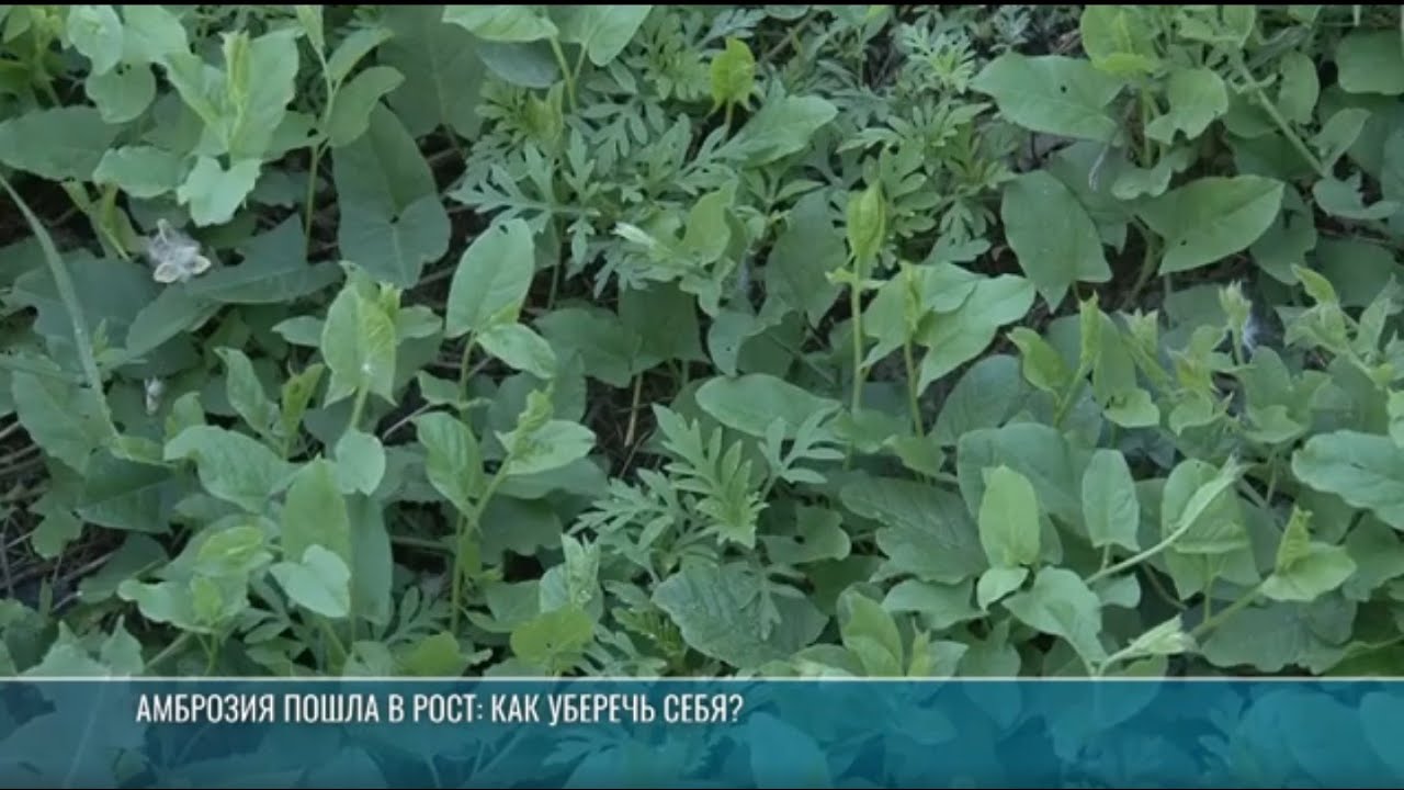 Скоро сезон амброзии: как уберечь себя?