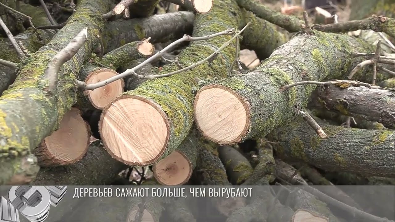 Деревьев в Приднестровье сажают больше, чем вырубают