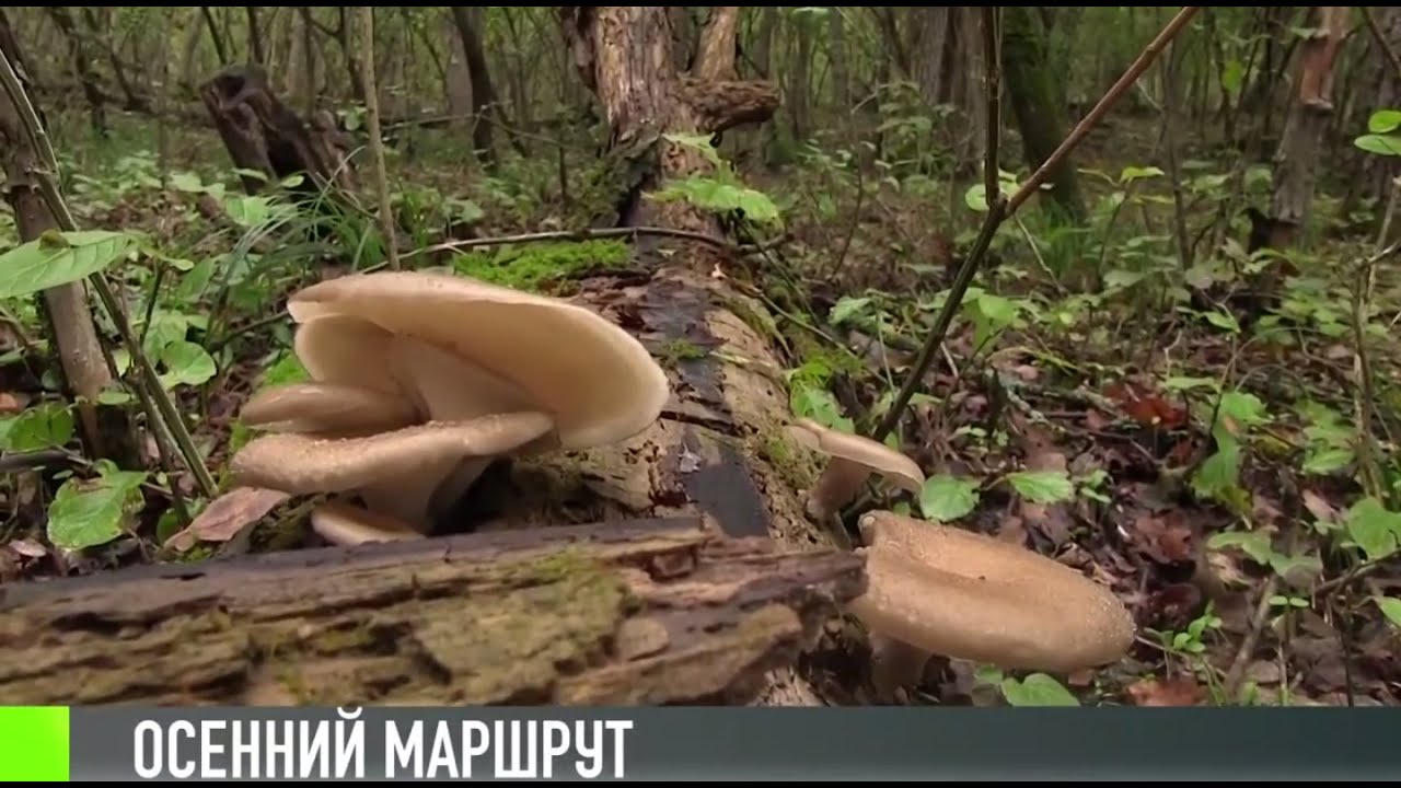 Осенний туризм в Приднестровье