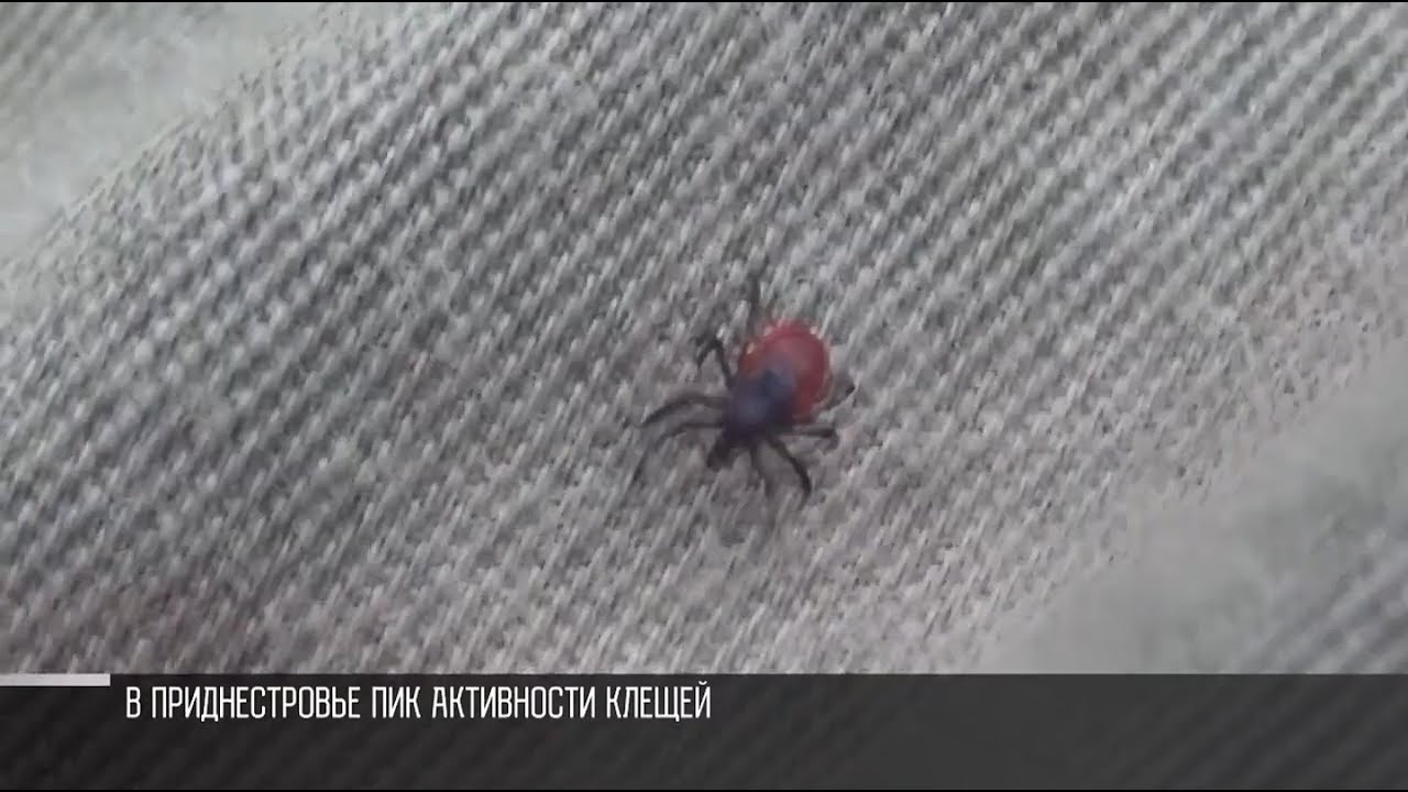 В Приднестровье - сезон клещей