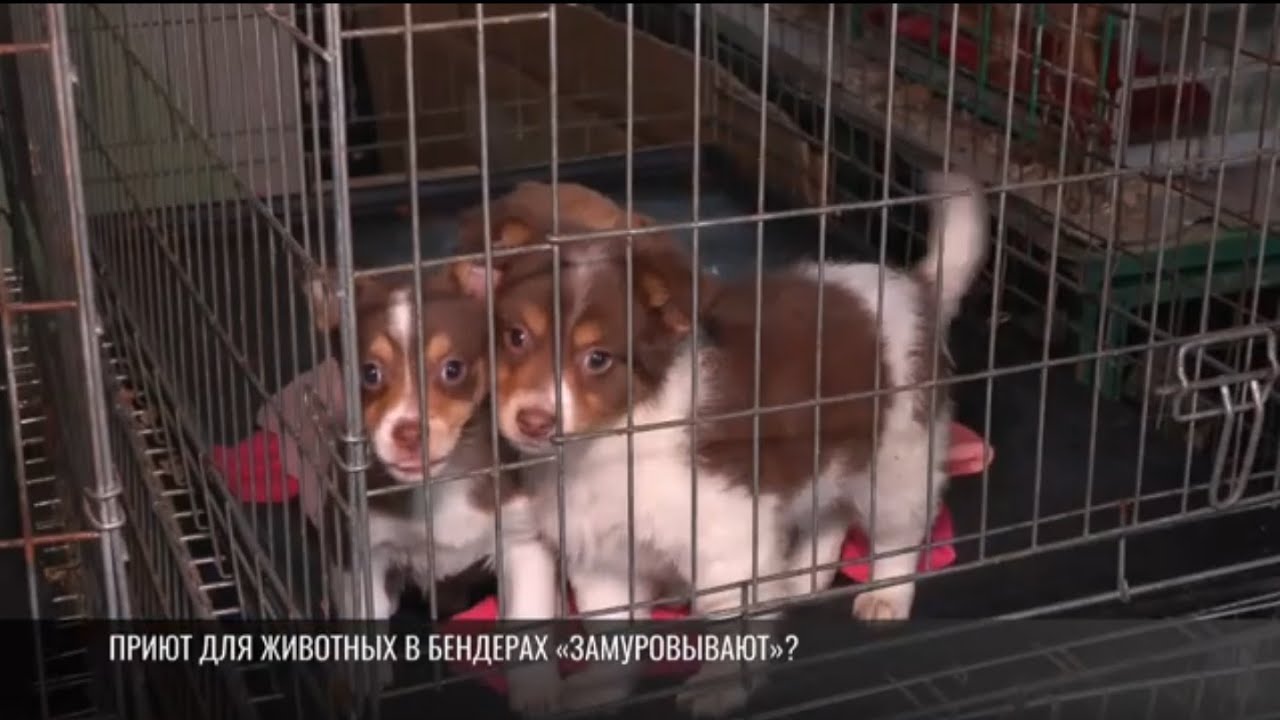 Приют для животных в Бендерах «замуровывают»?