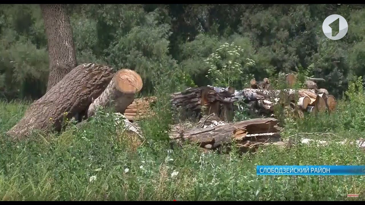 Кто и зачем рубит Кицканский лес?